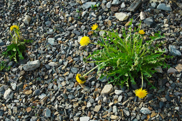 A solitary yellow dandelion stands out brightly against a dark green, softly blurred background. The simple composition highlights the flower’s vivid color and delicate structure, conveying a sense of calm and natural elegance.