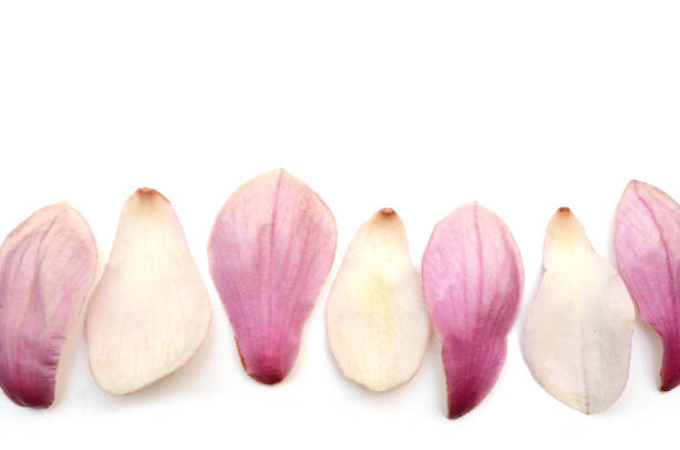Magnolia flower petals row on white