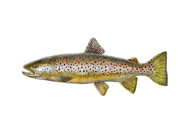 brown trout - brown trout imagens e fotografias de stock