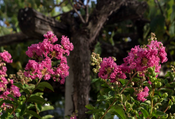 istock A decorative bush (Lagerstroemia indica) with crimson inflorescences close-up 1386254178