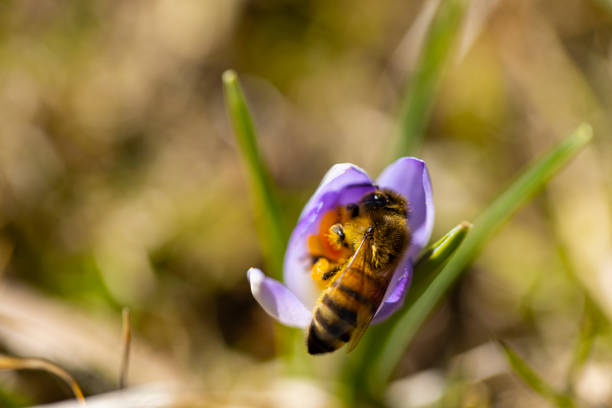 Close up shot of a honeybee inside a spring crocus