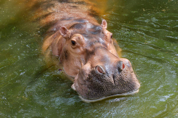 istock The big hippopotamus in nature at the river 1386255351