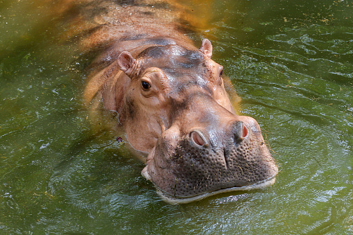 The big hippopotamus in nature at the river