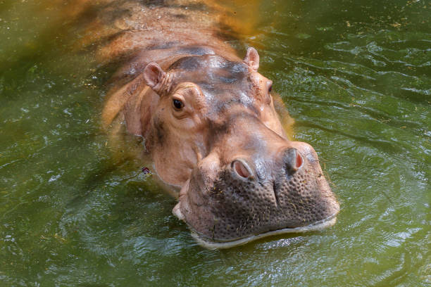 wielki hipopotam w przyrodzie nad rzeką - hippopotamus amphibian sleeping hippo sleeping zdjęcia i obrazy z banku zdjęć