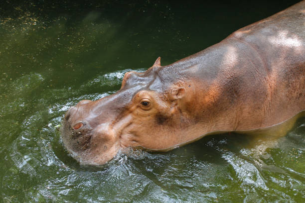 wielki hipopotam w przyrodzie nad rzeką - hippopotamus amphibian sleeping hippo sleeping zdjęcia i obrazy z banku zdjęć