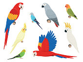 Set of different parrots