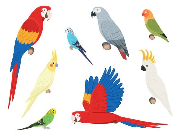 Set of different parrots Set of different parrots. Vector illustration set of colorful exotic parrots isolated on white background. Side view, profile. parrot stock illustrations