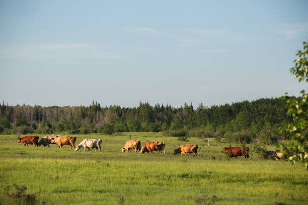 istock Row of cows walking single file 1386259181