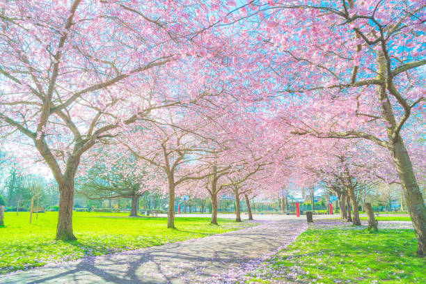 hermosa flor de cerezo sakura en primavera - cherry blossom spring day sakura fotografías e imágenes de stock