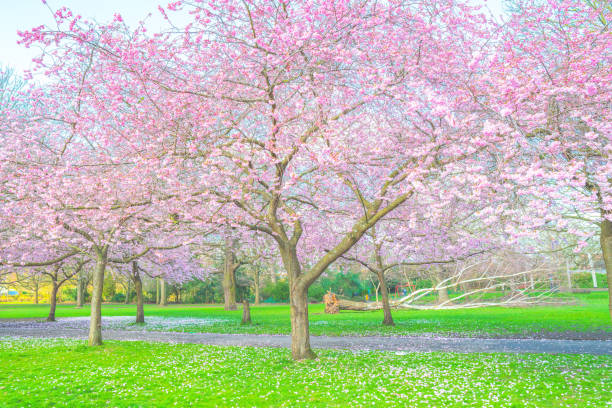 istock Beautiful cherry blossom sakura in spring 1386260452