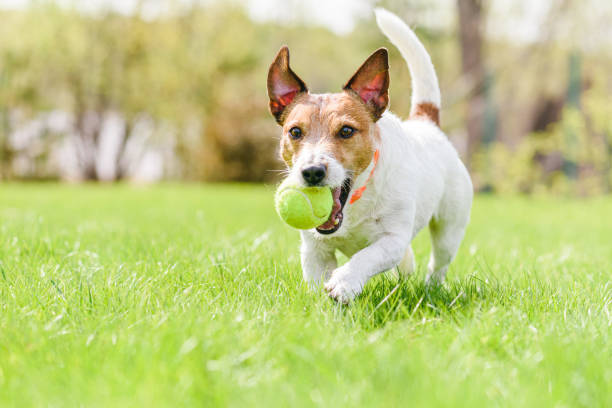 szczęśliwy uśmiechnięty pies bawiący się piłką tenisową na wiosennej świeżej trawie w obroży przeciw pchłom i kleszczom - puppy dog toy outdoors zdjęcia i obrazy z banku zdjęć
