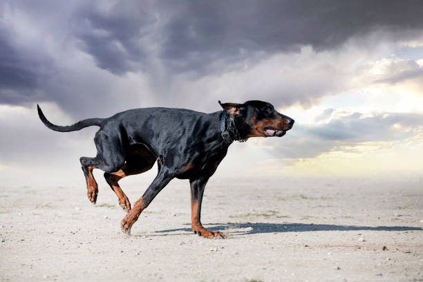 young dobermann pinscher training for protection in the nature