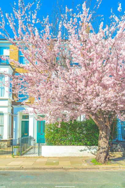 istock Beautiful cherry blossom sakura in spring 1386260724