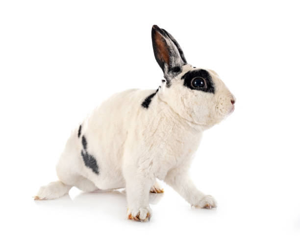 lapin rex en studio - dalmatian rabbit photos et images de collection