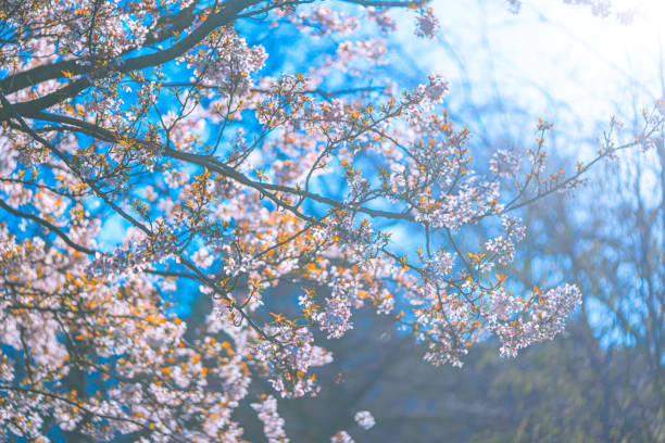 Beautiful cherry blossom sakura in spring