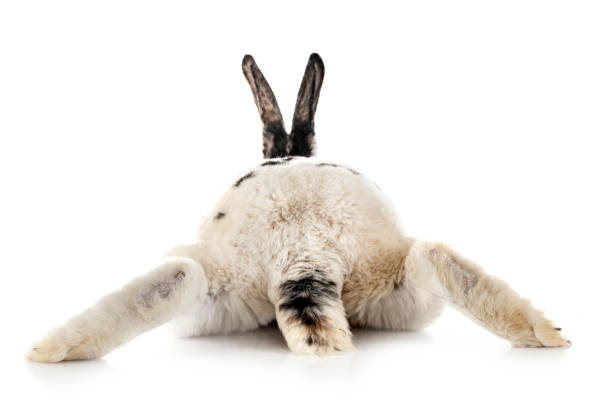 스튜디오에서 렉스 토끼 - dalmatian rabbit 뉴스 사진 이미지