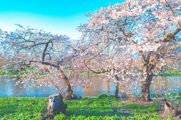 istock Beautiful cherry blossom sakura in spring 1386261088
