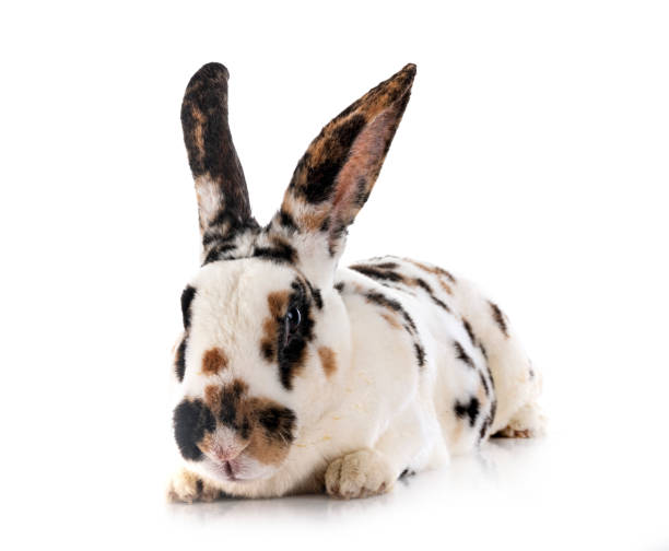 lapin rex en studio - dalmatian rabbit photos et images de collection