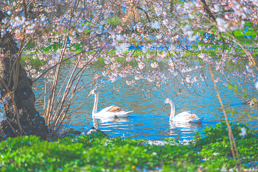 Tree branches with white flowers hang down to the water. Beautiful spring natural landscape.