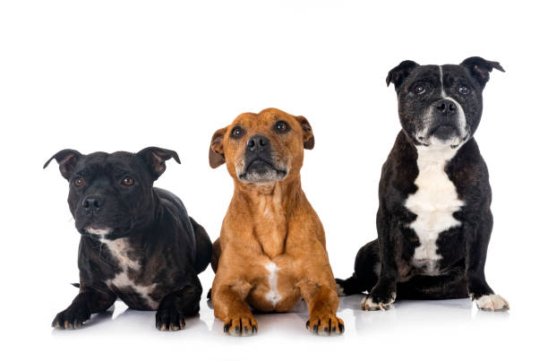 istock staffordshire bull terriers 1386261278
