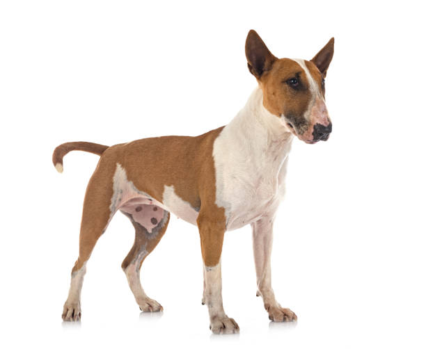 bull terrier in studio bull terrier in front of white background bull terrier stock pictures, royalty-free photos & images