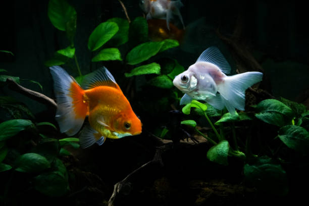 istock Goldfish in the Aquarium 1386263262