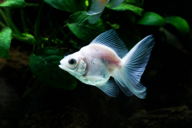 istock White goldfish in the Aquarium 1386263383