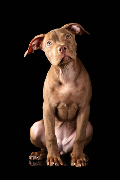 Chocolate pit bull puppy isolated on black background Chocolate pit bull puppy isolated on black background pit bull power stock pictures, royalty-free photos & images