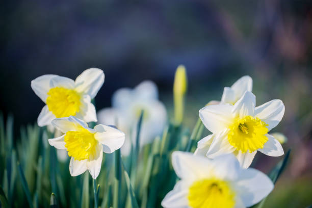 Close-up of white-yellow daffodils blooming in springtime.