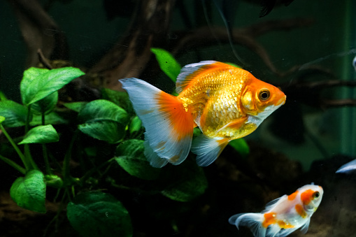 Orange goldfish on a background of plants in the Aquarium