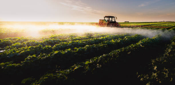 istock Tractor spraying vegetable field in sunset. 1386264867