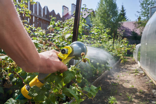 istock A man's hand spraying an aqueous solution on plants under pressure. Watering a raspberry bush in the garden. Gardening concept 1386266804