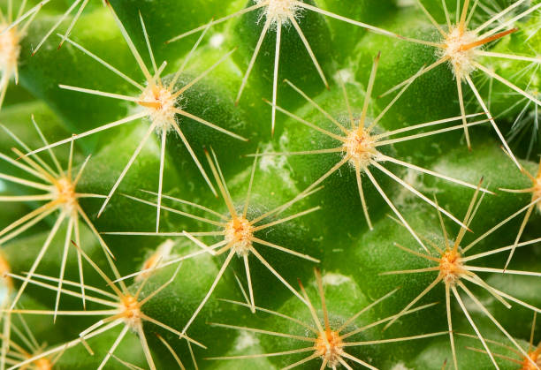 istock Macro texture of a green cactus. Close-up. 1386268370