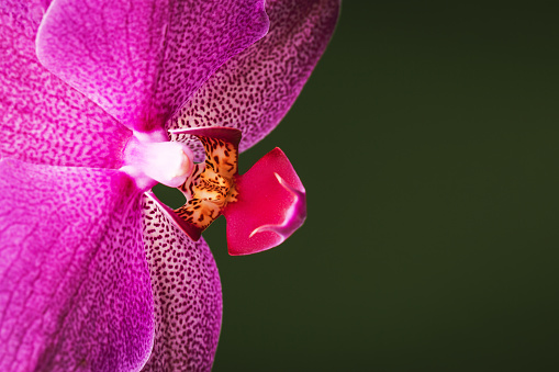 Closeup Orchid flower in sunshine, beautiful nature background with copy space, full frame horizontal composition