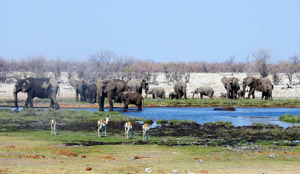 elephant group, parc national d’etosha, namibie - parc national detosha photos et images de collection