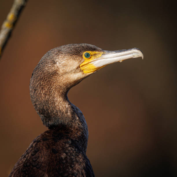istock close up of a cormorant looking for prey 1386273685