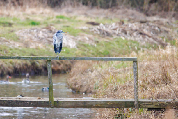 a small heron stands on a bridge railing looking for prey