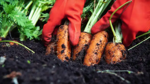 A farmer harvesting carrots. A woman gardener in red rubber gloves pulls (digging) a carrot out of the ground. Close up.