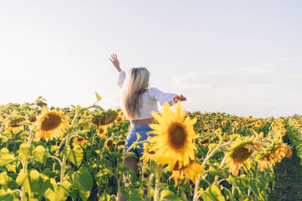 Slender long-haired blonde girl in a white blouse and denim shorts runs through a field of sunflowers on a summer day.Rear view,copy space.Summer concept stock photo