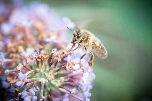 Honey bee on a buddleia flower spike.