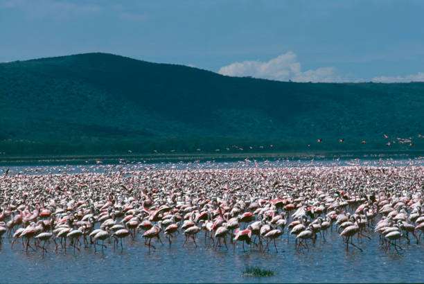 flamingos im lake nakuru nationalpark, kenia, afrika - lake nakuru stock-fotos und bilder
