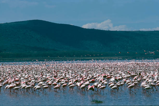 플라밍고스 온 레이크 나쿠루 국립공원, 케냐, 아프리카 - lake nakuru 뉴스 사진 이미지