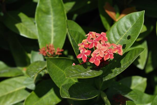 istock Ixora chinensis in the park 1386276706