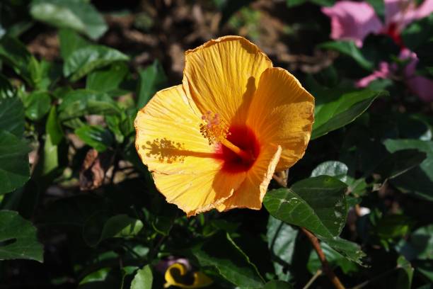 istock Hibiscus in the park 1386276813