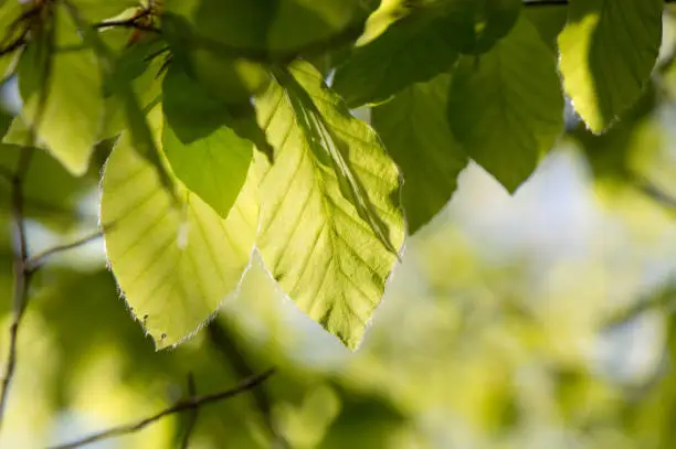 Young beech leaves, Fagus sylvatica, in spring, green background