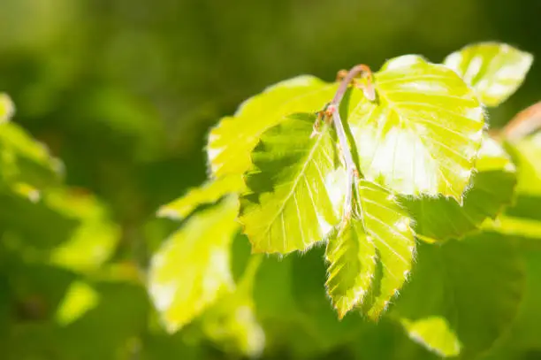 Young beech leaves, Fagus sylvatica, in spring, green background