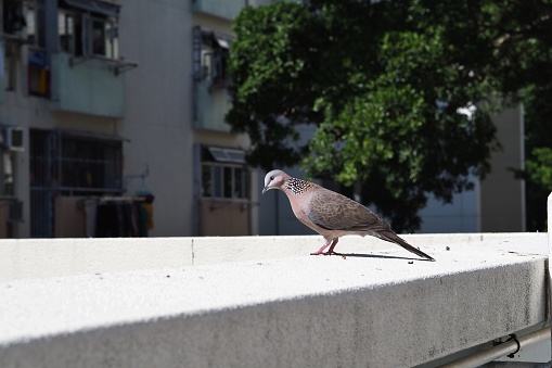 Spotted dove ( spilopelia chinensis ) in residential area of Hong Kong