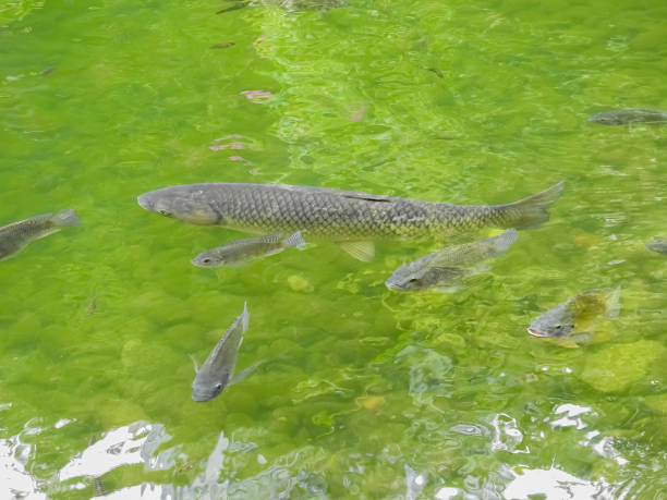istock Grey koi fishes swimming 1386278776