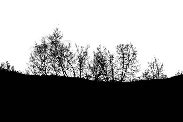 istock Trees Silhouette Landscape Isolated Drawing 1386279416