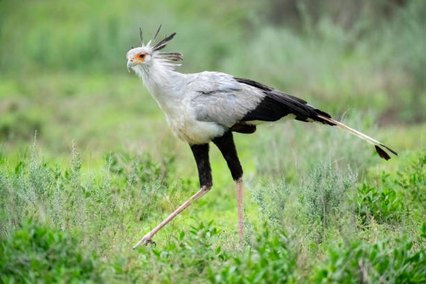 istock Secretary Bird on the African Savannah 1386281368